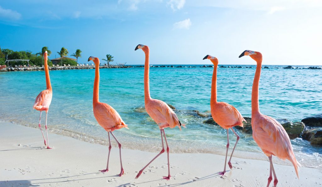 aruba island flamingos