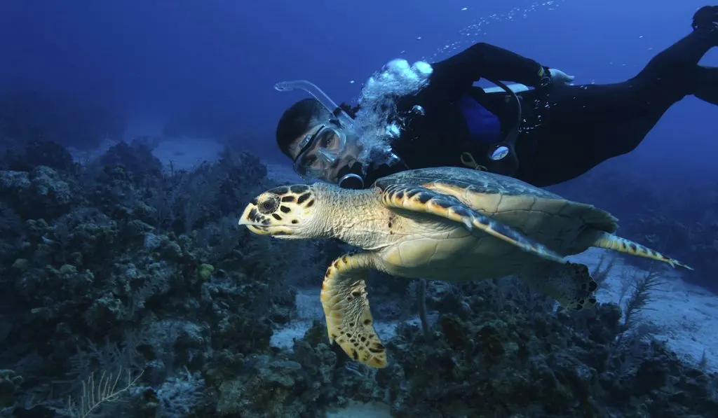 diving with a sea turtle