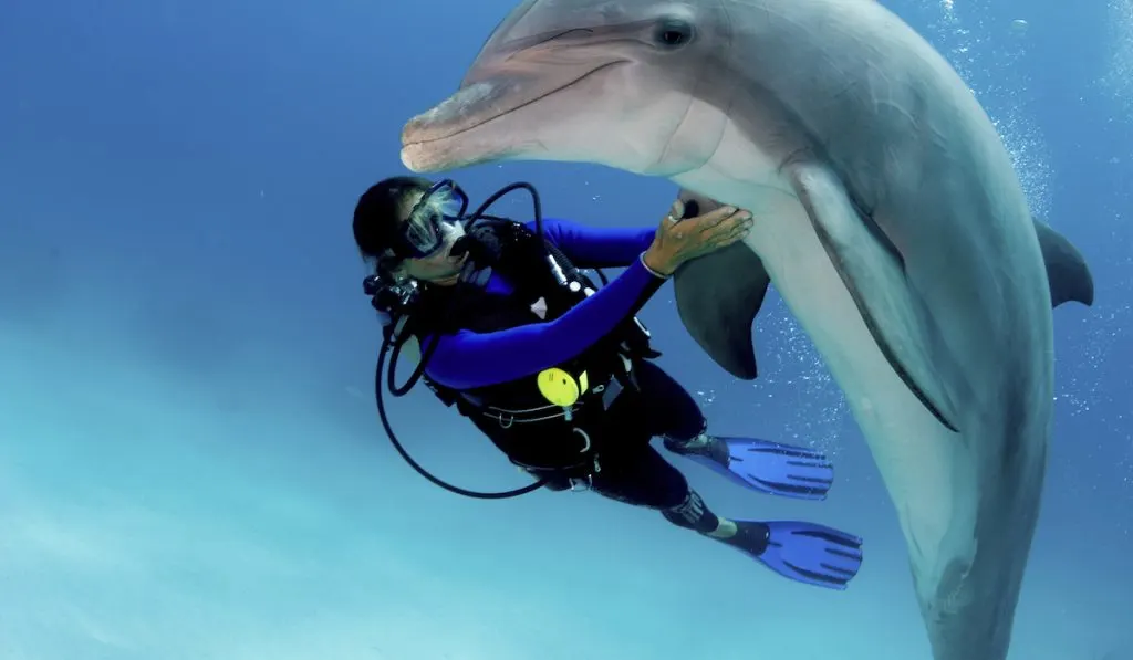 swimming with dolphins