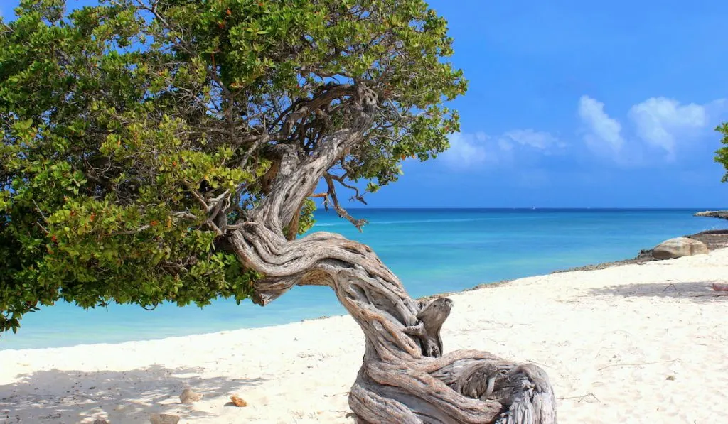 devi tree aruba coast
