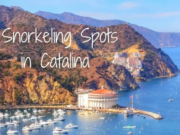 Where to Snorkel in Catalina