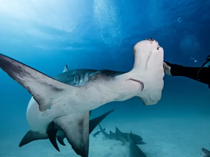 diver touching hammerhead shark's head - ee220327