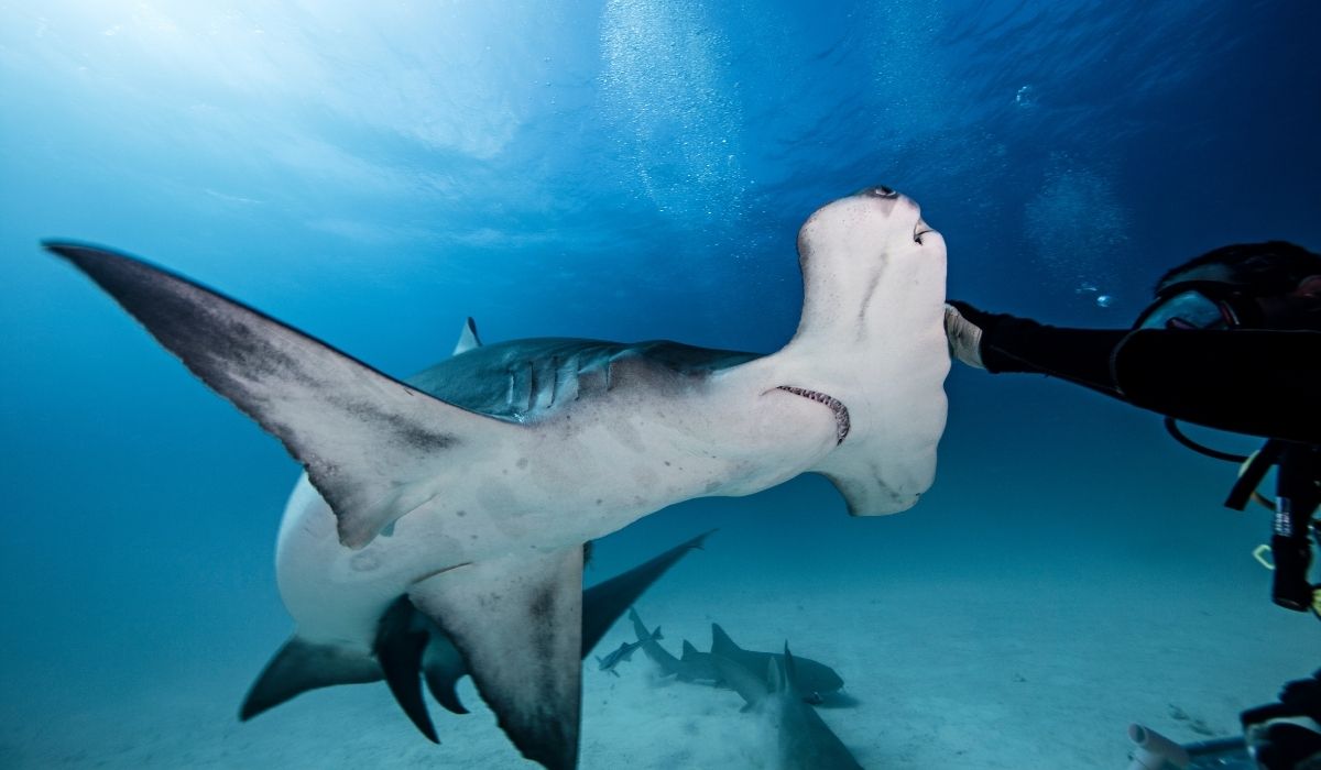 diver touching hammerhead shark's head - ee220327