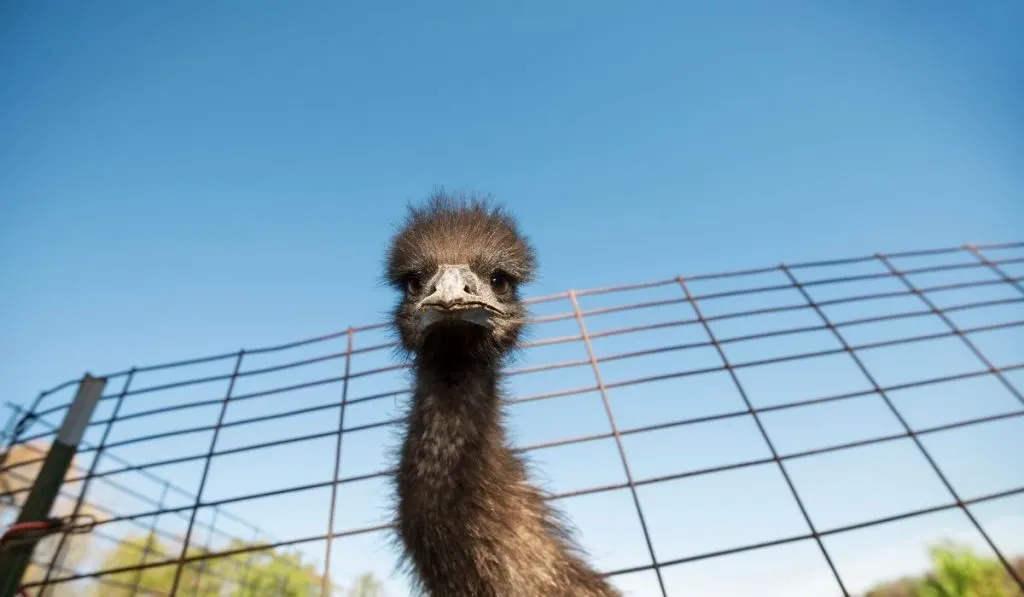 emu at a wild farm