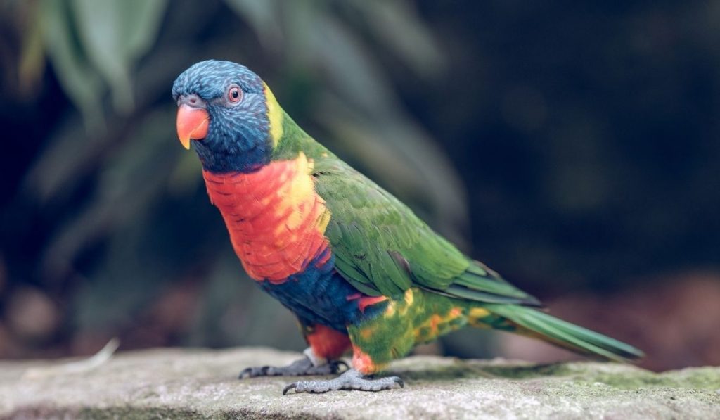exotic colorful parrots in the nature
