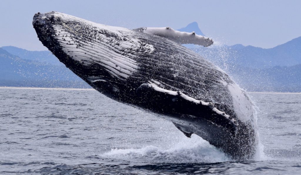 humpback whale jumping off water