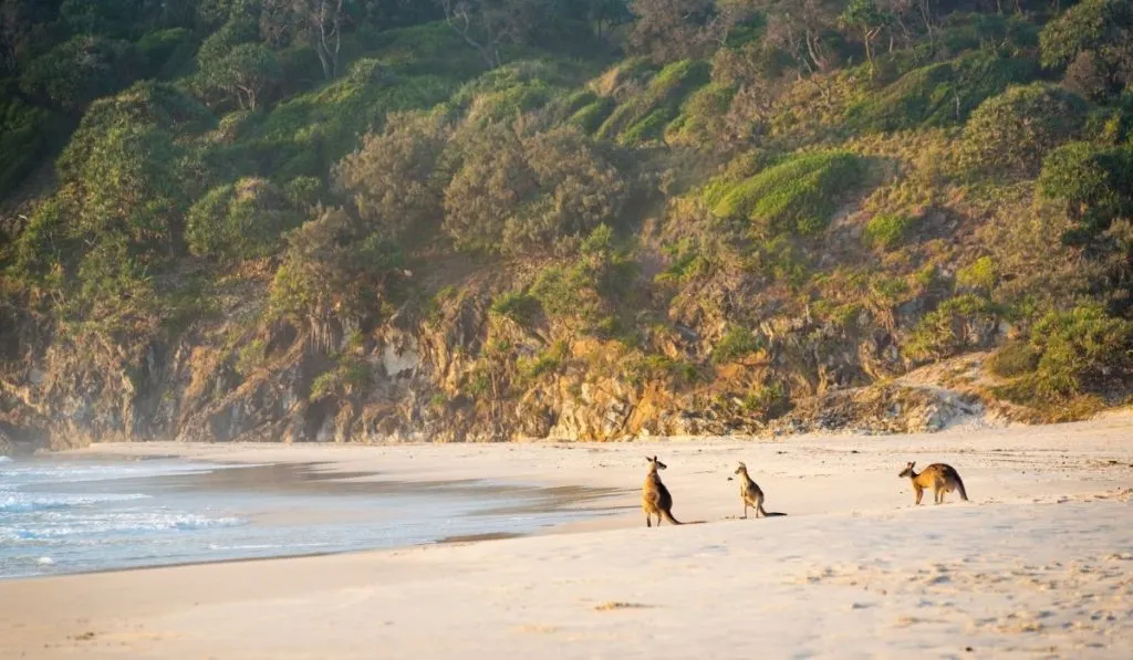 kangaroos on the beach