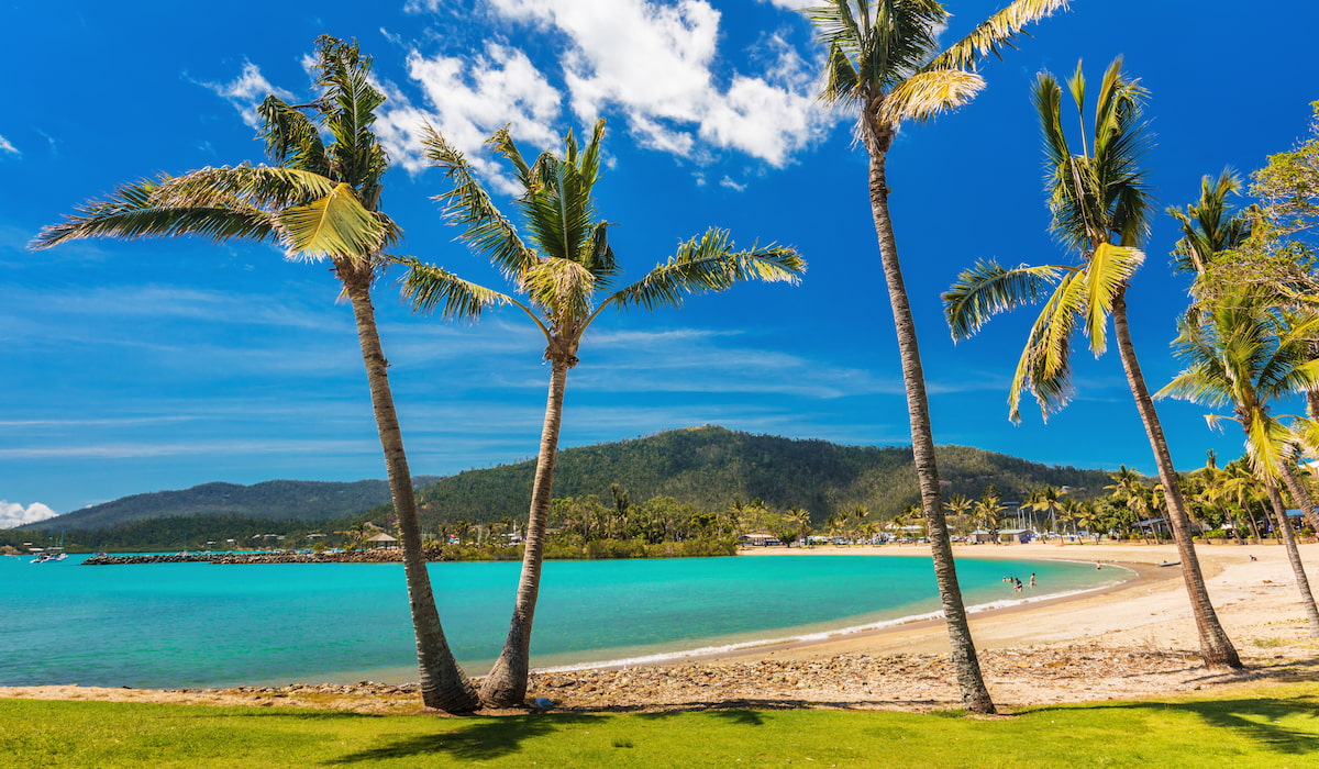 palm trees in airlie beach