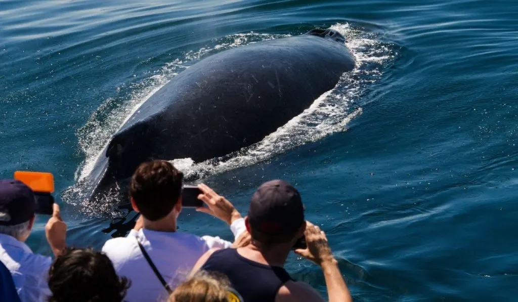 people taking photos while whale watching