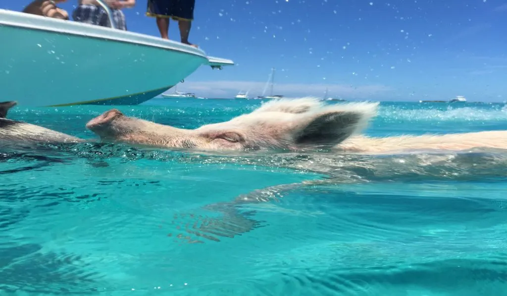 pig swimming beside a boat 