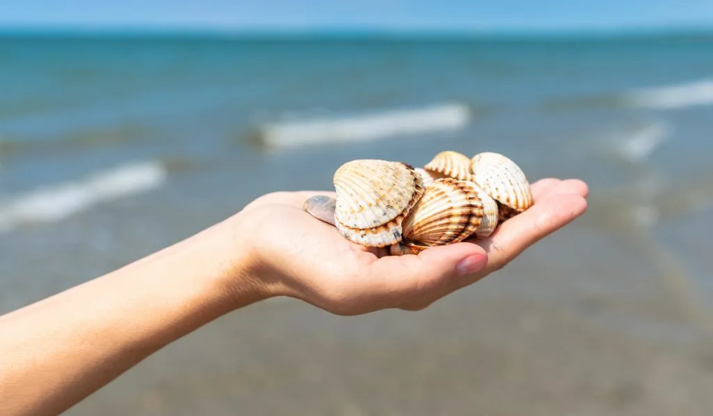shells on hand