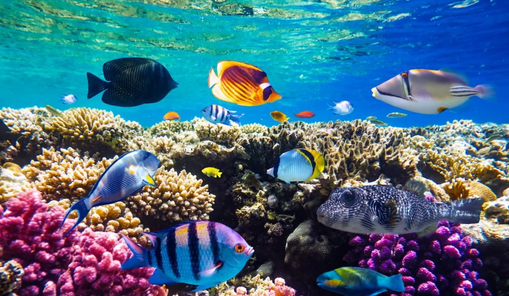 tropical reef with fishes