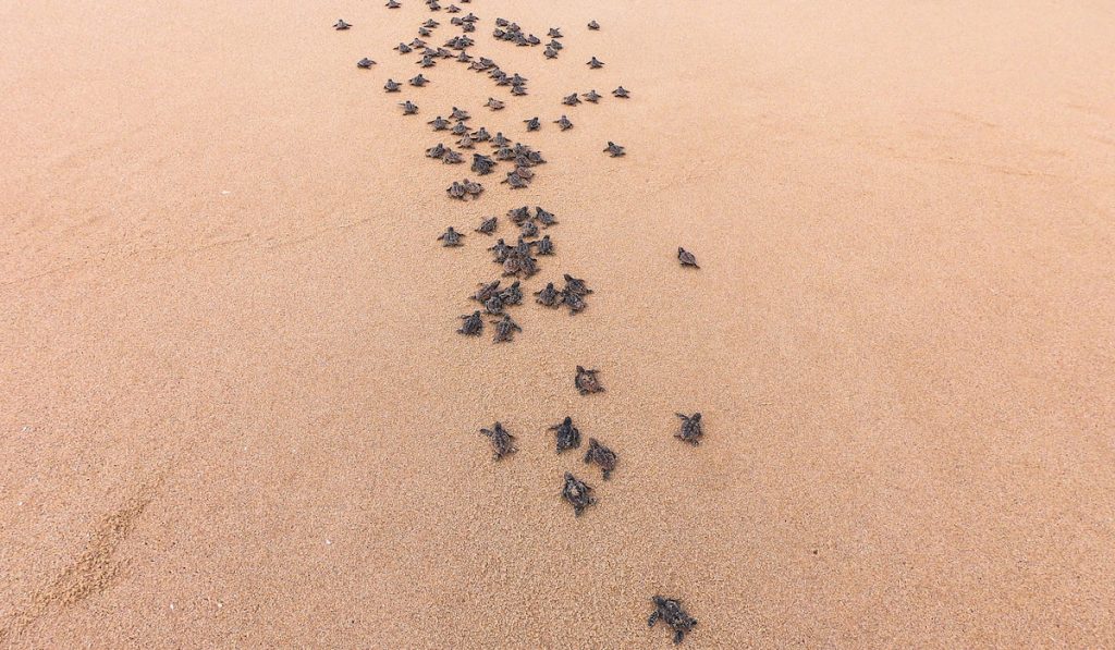turtle hatchlings moving on the beach together