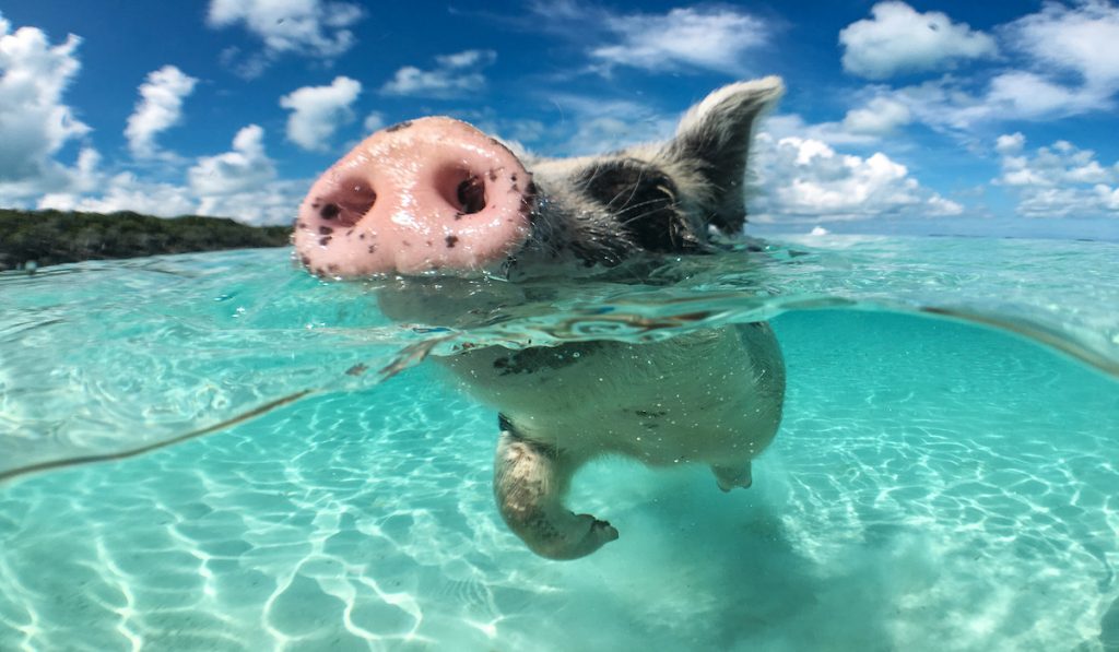 wild pig swimming in the bahamas