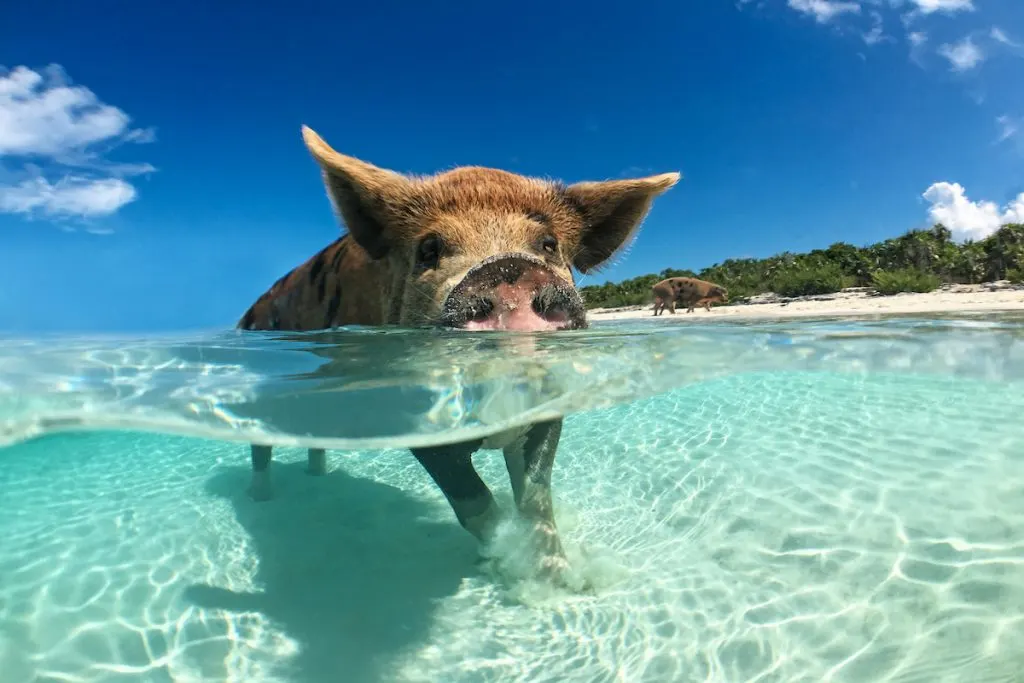 brown pig swimming in the bahamas