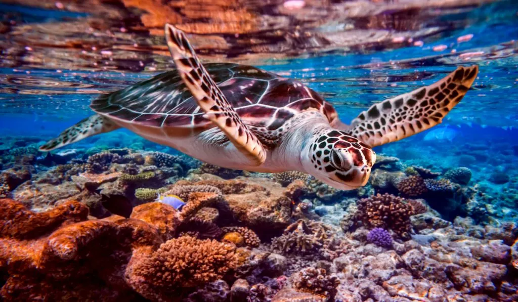 close up photo of a sea turtle swimming underwater