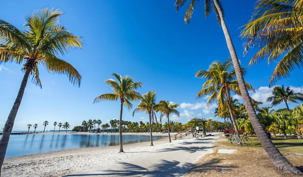 palm trees park clear sky 