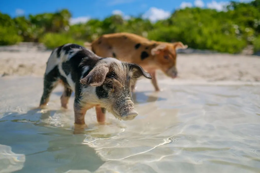 pigs in the bahamas beach going for a swim