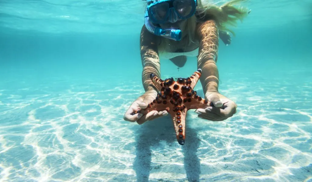 woman snorkeling underwater showing starfish 
